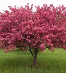 Flowering Crabapple