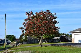 Mountain Ash