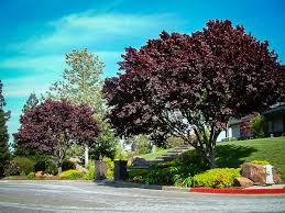Thundercloud Plum
