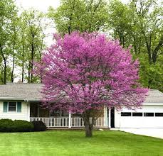 Eastern Redbud