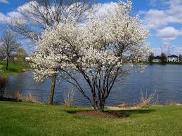 Serviceberry