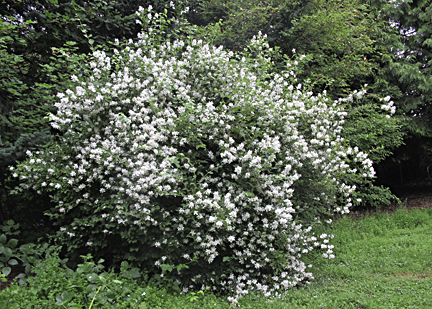 Mock Orange