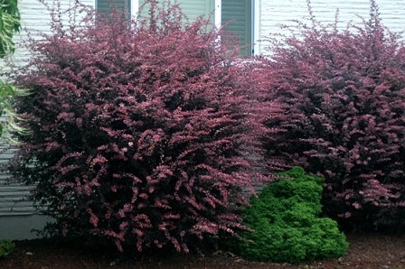 Barberry