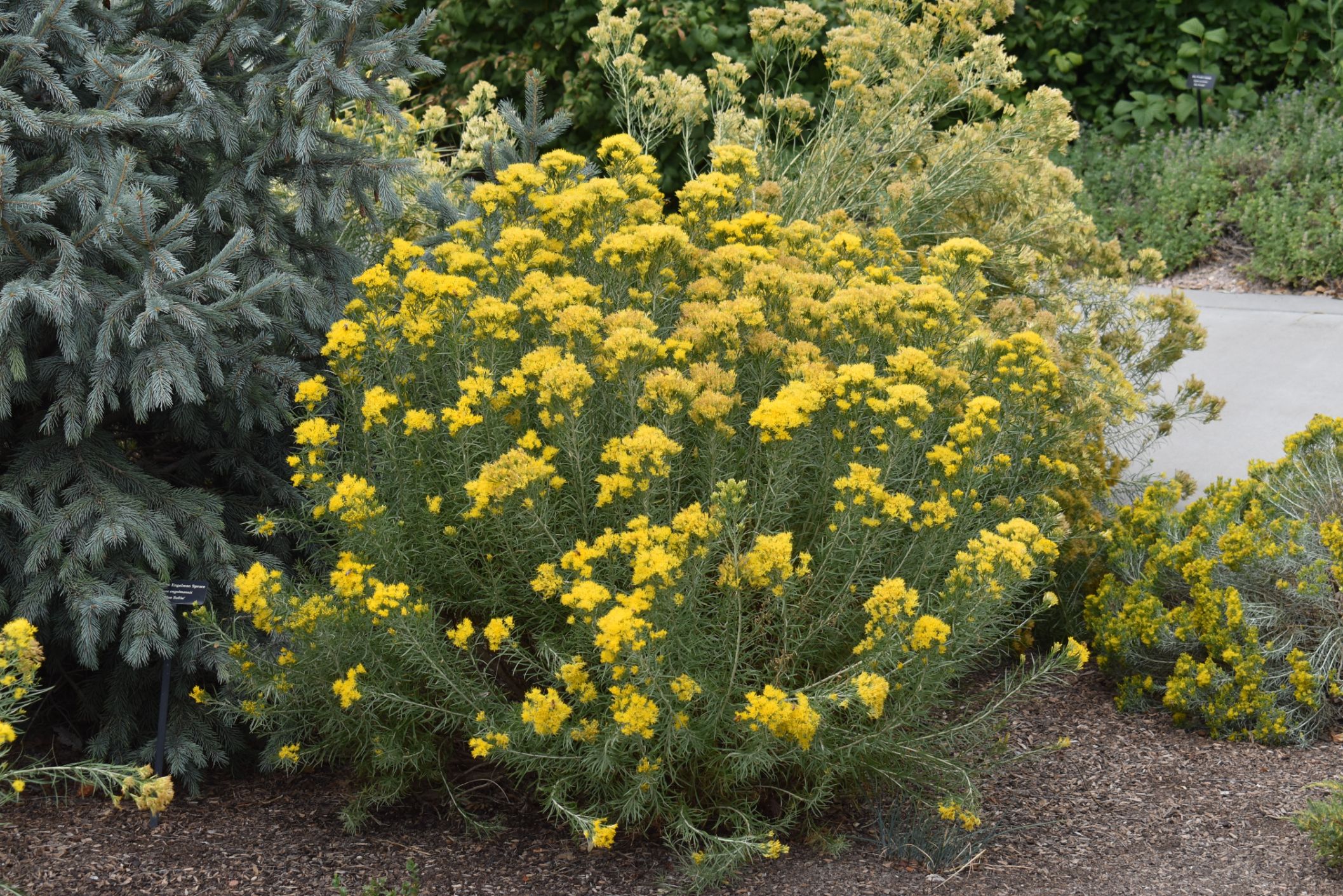 Green Rabbitbrush