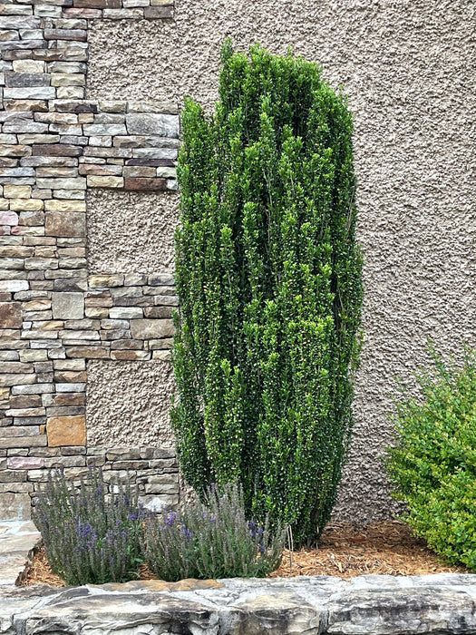 Japanese Holly