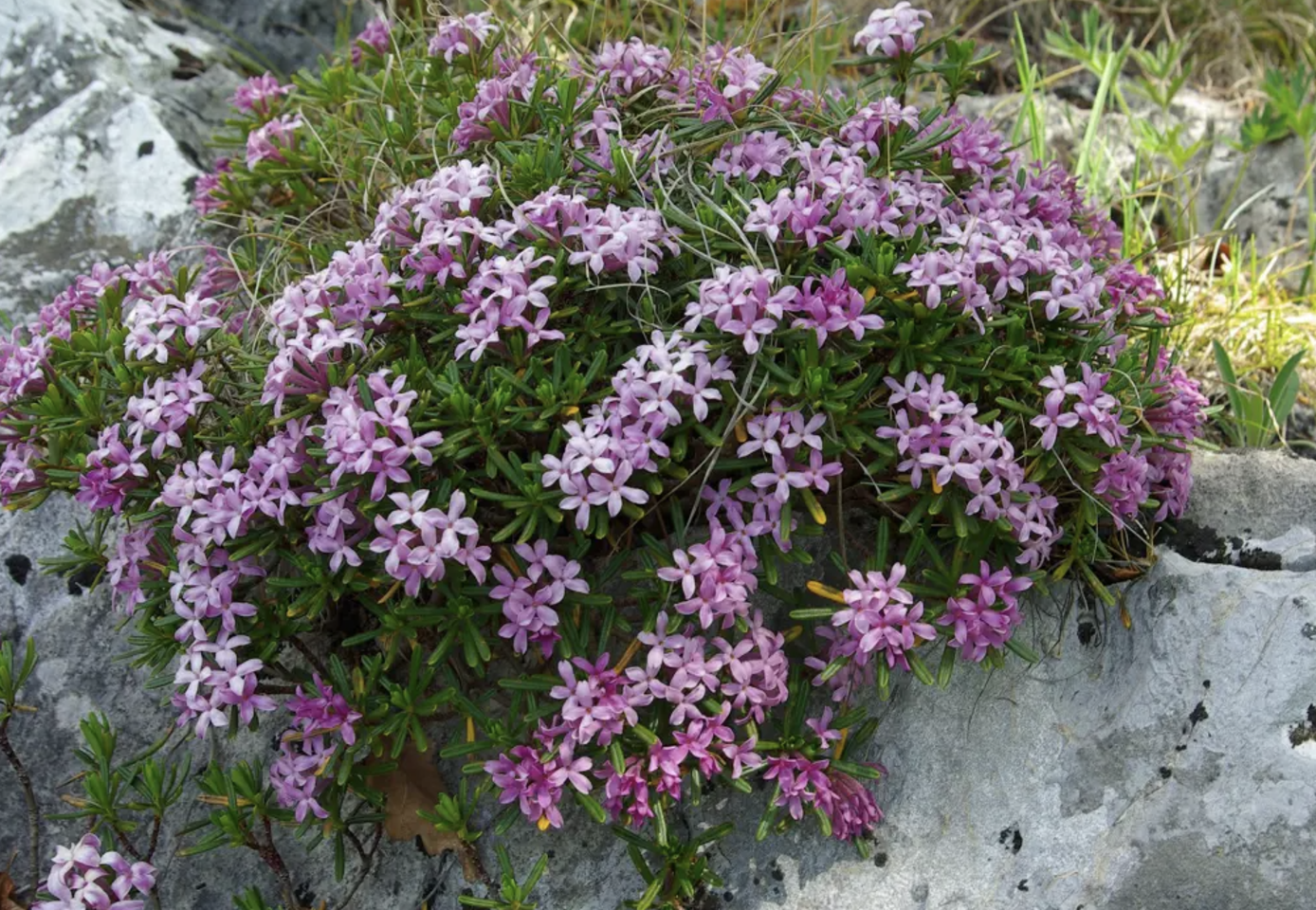 Rock Daphne